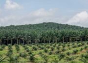 JANGAN OLIGARKI Desak Kejaksaan Usut Dugaan Permainan KSO Kebun Sawit Sitaan Satgas PKH