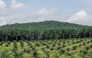 JANGAN OLIGARKI Desak Kejaksaan Usut Dugaan Permainan KSO Kebun Sawit Sitaan Satgas PKH