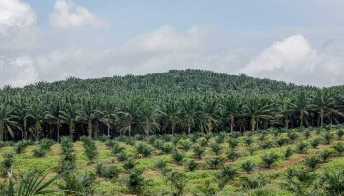 JANGAN OLIGARKI Desak Kejaksaan Usut Dugaan Permainan KSO Kebun Sawit Sitaan Satgas PKH